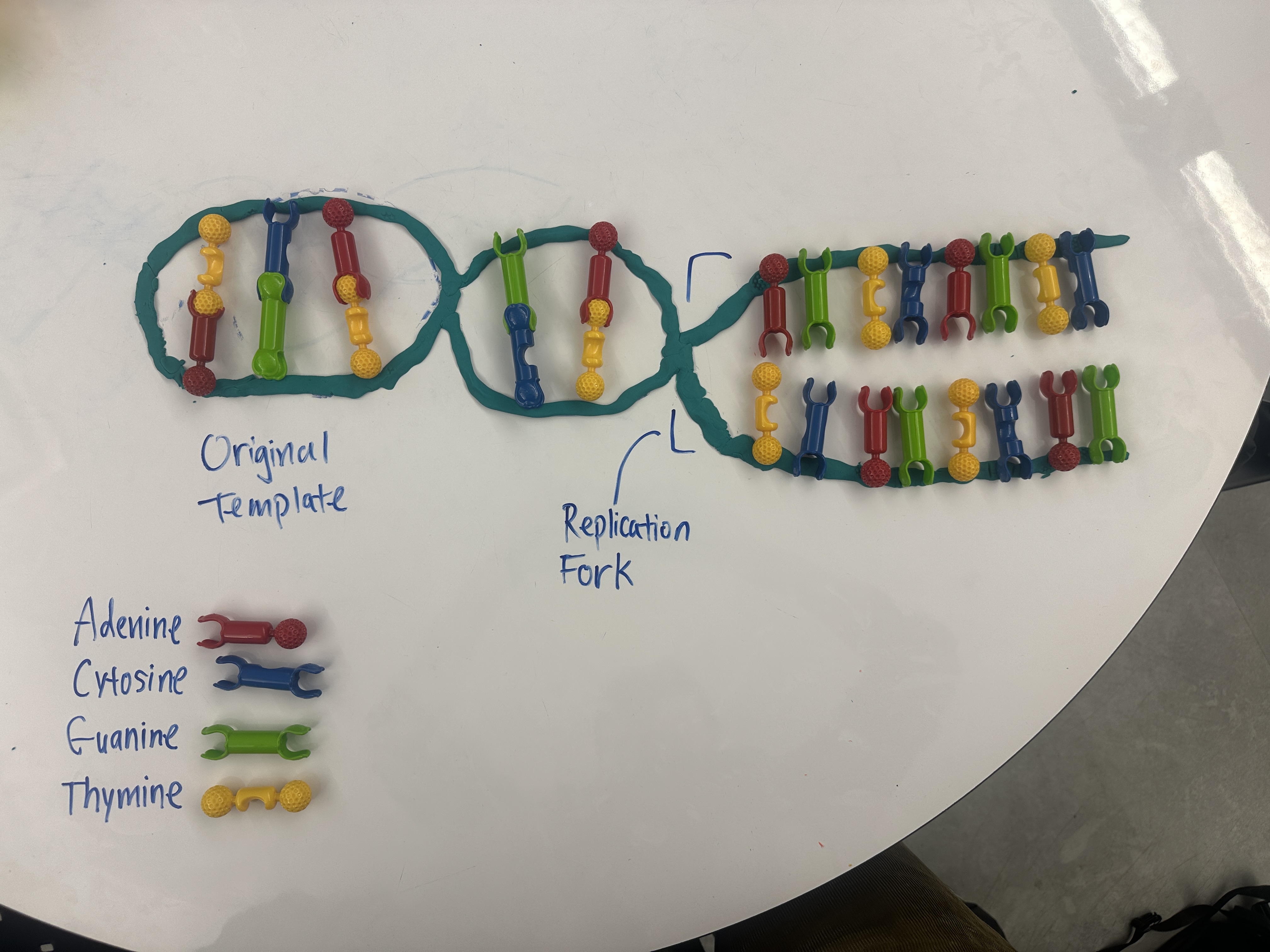DNA Replication Model